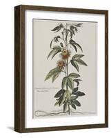 Clématite ou fleur de la Passion-Nicolas Robert-Framed Giclee Print