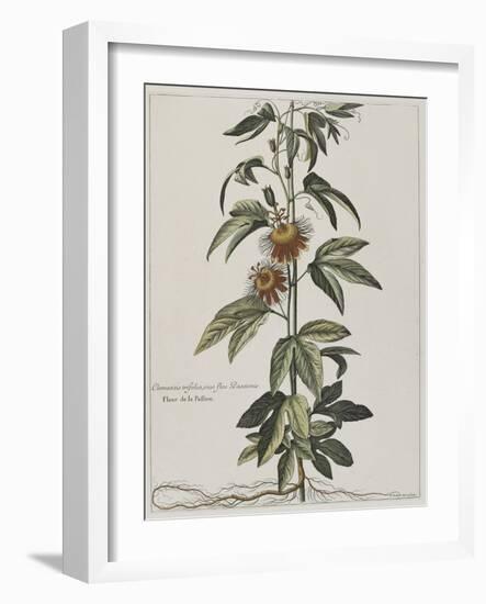 Clématite ou fleur de la Passion-Nicolas Robert-Framed Giclee Print