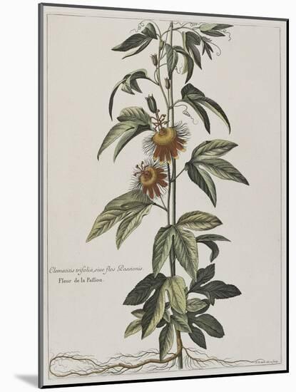Clématite ou fleur de la Passion-Nicolas Robert-Mounted Giclee Print