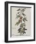 Clématite ou fleur de la Passion-Nicolas Robert-Framed Giclee Print