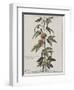 Clématite ou fleur de la Passion-Nicolas Robert-Framed Giclee Print