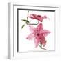 Clematites-Cédric Porchez-Framed Art Print