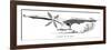 Clement Ader's Flying Bird 'Eole, the First Piloted Plane to Take Off under its Own Steam, 1890-null-Framed Giclee Print