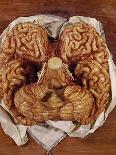 Wax Sculpture of a Brain-Clemente Susini-Giclee Print