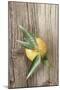 Clementine with Leaves on Wood-Nikky-Mounted Premium Photographic Print