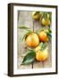 Clementines with Leaves on Wood-Nikky-Framed Photographic Print