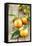 Clementines with Leaves on Wood-Nikky-Framed Stretched Canvas