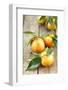 Clementines with Leaves on Wood-Nikky-Framed Photographic Print