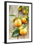 Clementines with Leaves on Wood-Nikky-Framed Photographic Print