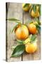 Clementines with Leaves on Wood-Nikky-Stretched Canvas