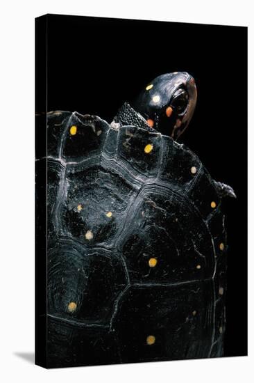 Clemmys Guttata (Spotted Turtle)-Paul Starosta-Stretched Canvas