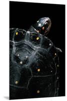 Clemmys Guttata (Spotted Turtle)-Paul Starosta-Mounted Premium Photographic Print