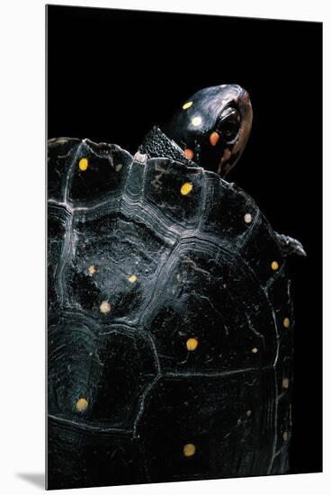 Clemmys Guttata (Spotted Turtle)-Paul Starosta-Mounted Premium Photographic Print