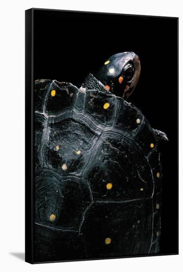 Clemmys Guttata (Spotted Turtle)-Paul Starosta-Framed Stretched Canvas