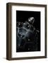 Clemmys Guttata (Spotted Turtle)-Paul Starosta-Framed Photographic Print