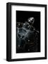 Clemmys Guttata (Spotted Turtle)-Paul Starosta-Framed Photographic Print