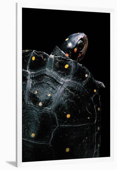 Clemmys Guttata (Spotted Turtle)-Paul Starosta-Framed Photographic Print