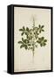 Cleome Pontaphylla, 1800-10-null-Framed Stretched Canvas