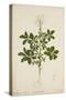 Cleome Pontaphylla, 1800-10-null-Stretched Canvas