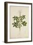 Cleome Pontaphylla, 1800-10-null-Framed Giclee Print