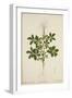 Cleome Pontaphylla, 1800-10-null-Framed Giclee Print