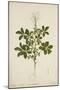 Cleome Pontaphylla, 1800-10-null-Mounted Giclee Print