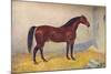 Cleveland Bay stallion Sultan, c1902 (c1910)-Frank Babbage-Mounted Giclee Print