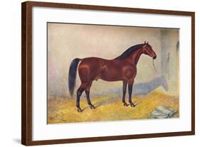 Cleveland Bay stallion Sultan, c1902 (c1910)-Frank Babbage-Framed Giclee Print