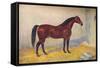 Cleveland Bay stallion Sultan, c1902 (c1910)-Frank Babbage-Framed Stretched Canvas