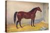 Cleveland Bay stallion Sultan, c1902 (c1910)-Frank Babbage-Stretched Canvas