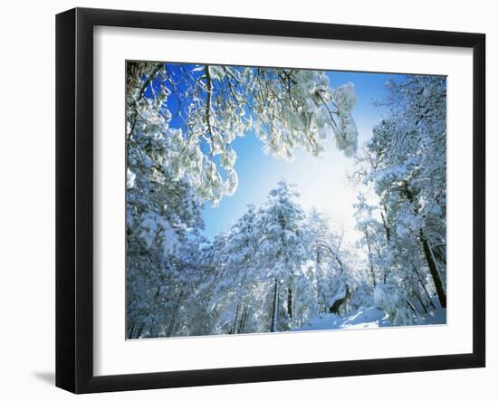 Cleveland National Forest CA USA-null-Framed Photographic Print