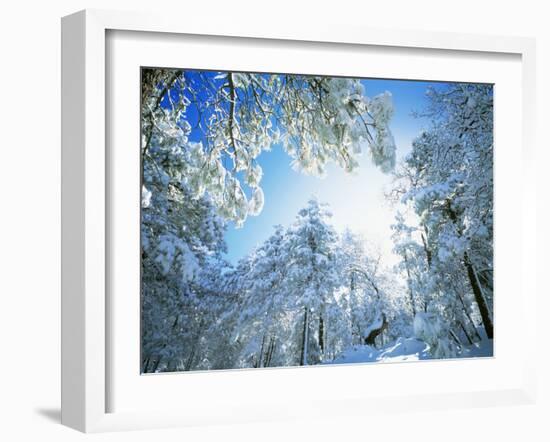 Cleveland National Forest CA USA-null-Framed Photographic Print