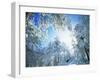 Cleveland National Forest CA USA-null-Framed Photographic Print