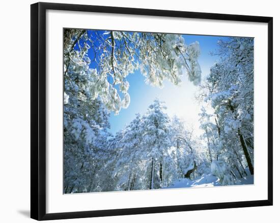 Cleveland National Forest CA USA-null-Framed Photographic Print