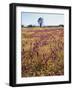 Cleveland Nf, Owls Clover and Goldfields Below a Live Oak Tree-Christopher Talbot Frank-Framed Photographic Print