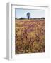 Cleveland Nf, Owls Clover and Goldfields Below a Live Oak Tree-Christopher Talbot Frank-Framed Photographic Print