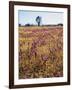 Cleveland Nf, Owls Clover and Goldfields Below a Live Oak Tree-Christopher Talbot Frank-Framed Photographic Print