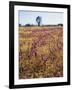 Cleveland Nf, Owls Clover and Goldfields Below a Live Oak Tree-Christopher Talbot Frank-Framed Photographic Print