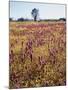 Cleveland Nf, Owls Clover and Goldfields Below a Live Oak Tree-Christopher Talbot Frank-Mounted Photographic Print