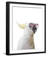 Clever Cockatoo-Andrew Watson-Framed Giclee Print