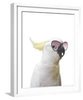 Clever Cockatoo-Andrew Watson-Framed Giclee Print