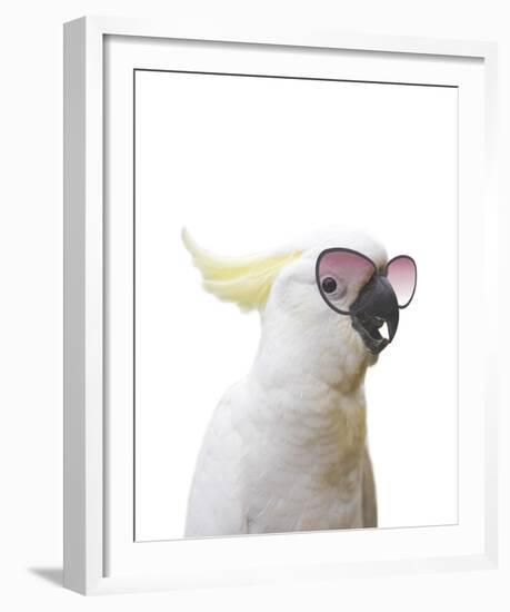 Clever Cockatoo-Andrew Watson-Framed Giclee Print