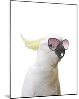 Clever Cockatoo-Andrew Watson-Mounted Giclee Print