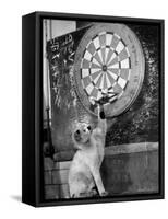 Clever Kitten is Snowball Pulls Darts out for Men of Royal Mint-null-Framed Stretched Canvas