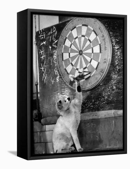 Clever Kitten is Snowball Pulls Darts out for Men of Royal Mint-null-Framed Stretched Canvas