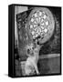 Clever Kitten is Snowball Pulls Darts out for Men of Royal Mint-null-Framed Stretched Canvas