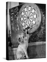 Clever Kitten is Snowball Pulls Darts out for Men of Royal Mint-null-Stretched Canvas