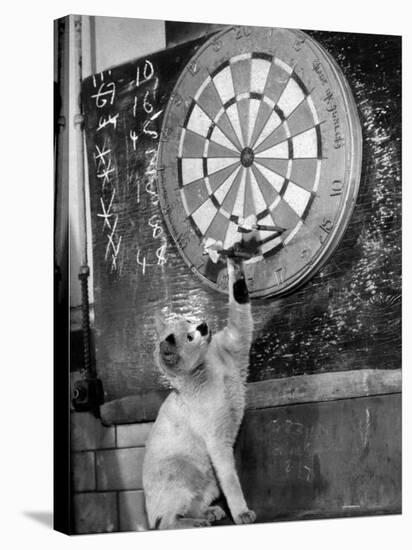 Clever Kitten is Snowball Pulls Darts out for Men of Royal Mint-null-Stretched Canvas