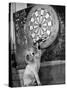 Clever Kitten is Snowball Pulls Darts out for Men of Royal Mint-null-Stretched Canvas