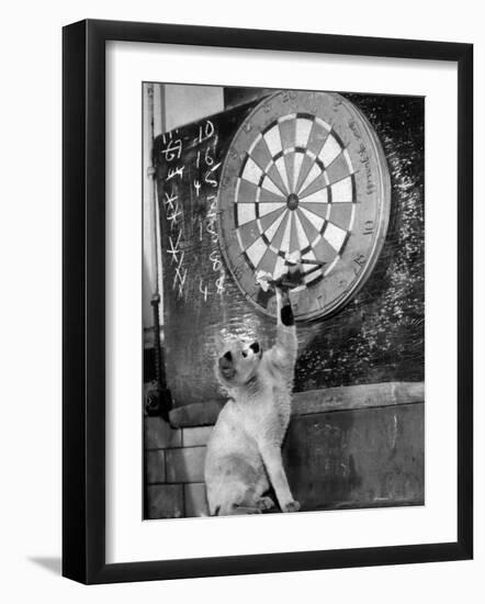 Clever Kitten is Snowball Pulls Darts out for Men of Royal Mint-null-Framed Photographic Print